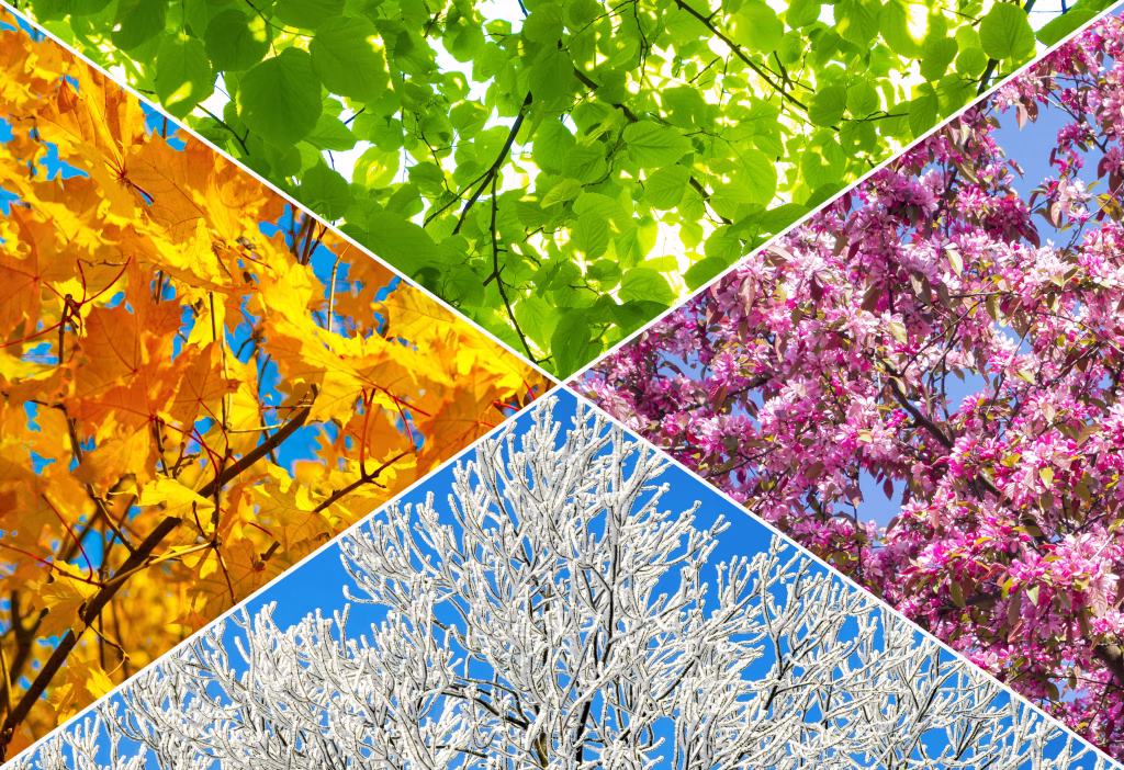Collage of four tree pictures representing each season: spring, summer, autumn and winter.