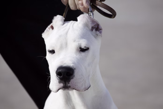 Strongest and danger dog: Dogo Argentina