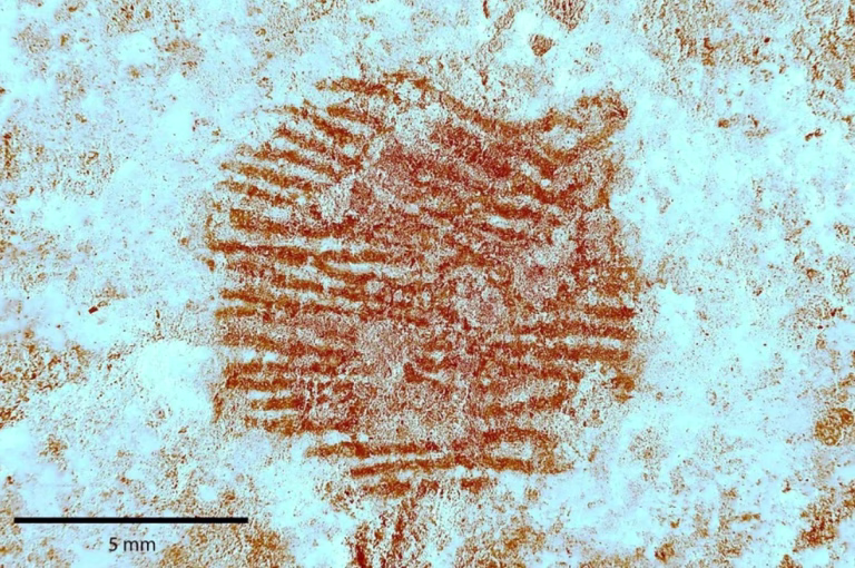 Najden najstarejši in najbolj popoln prstni odtis neandertalcev