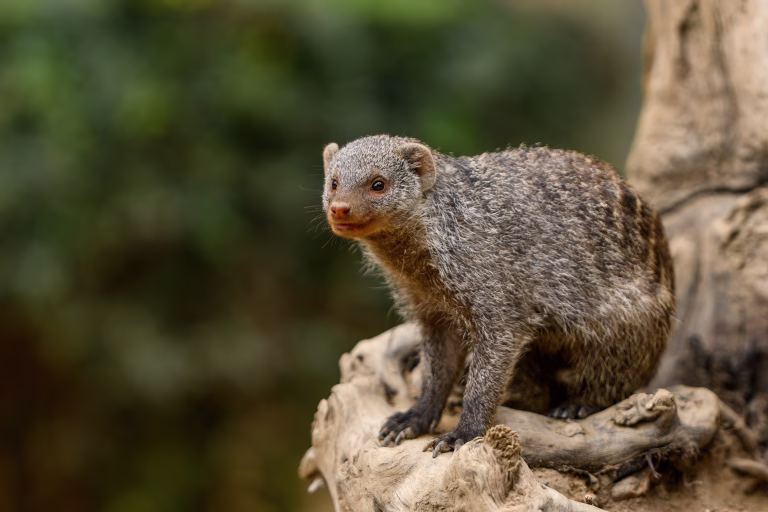 A yellow mongoose sitting on a old tree, Cynictis Penicillata. ZOO Dresden