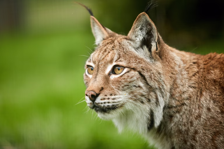 Close-Up Of Lynx