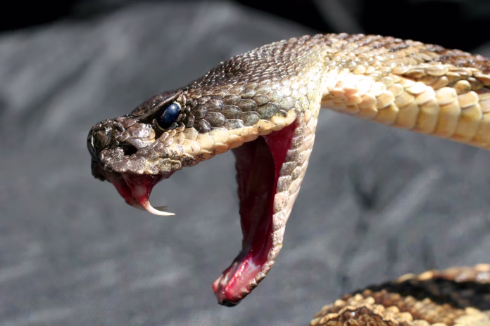 Deadly Rattlesnake showing fangs