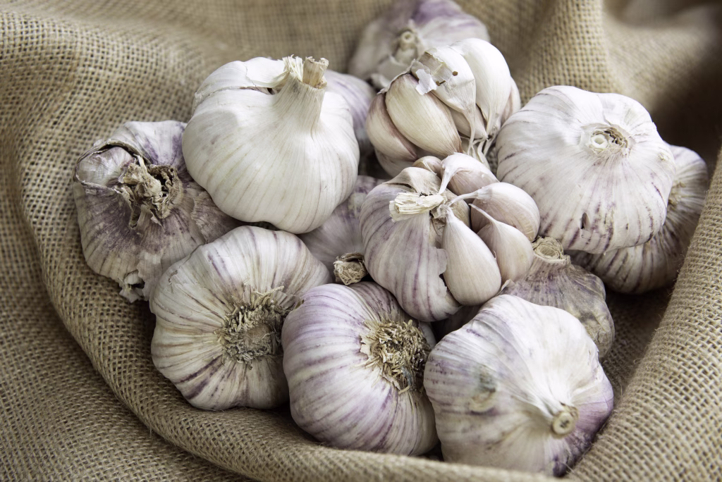 Group of raw organic garlic bulbs in a bowl on sackcloth. Allium sativum. Useful as a background for cooking blogs. Healthy cooking ingredient from organic agriculture. Horizontal view.