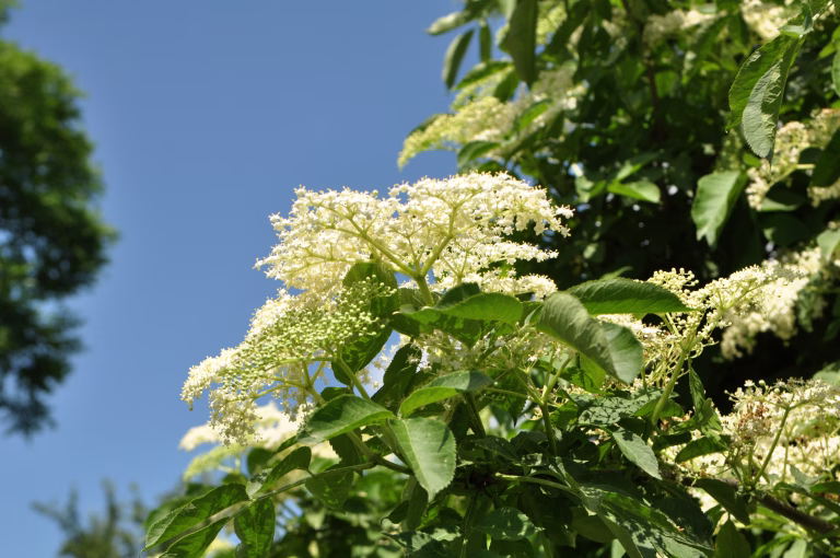 In spring, elderberry blooms in the wild