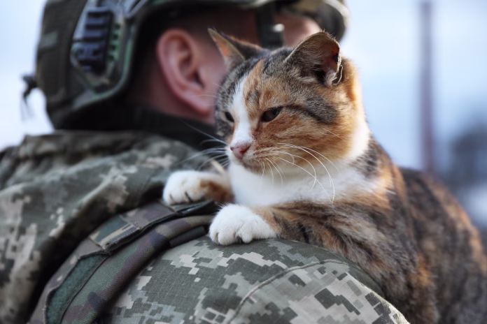 little-stray-cat-on-ukrainian-soldiers-shoulder-outdoors-closeup-stockpack-istock Little stray cat on Ukrainian soldier's shoulder outdoors, closeup
