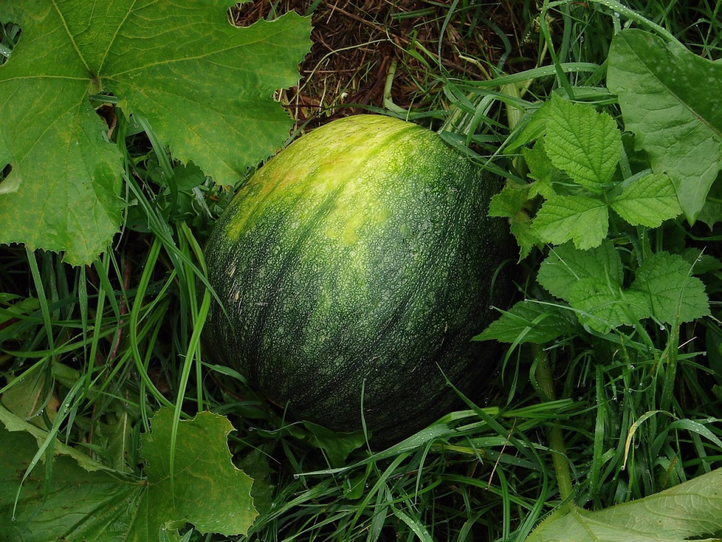 watermelon, fruit, melons, green, watermelon, watermelon, watermelon, watermelon, watermelon