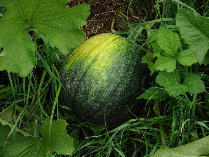 watermelon, fruit, melons, green, watermelon, watermelon, watermelon, watermelon, watermelon