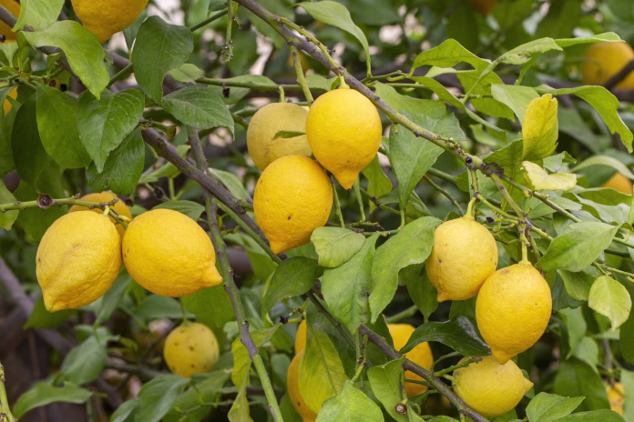 Yellow lemons on lemon tree