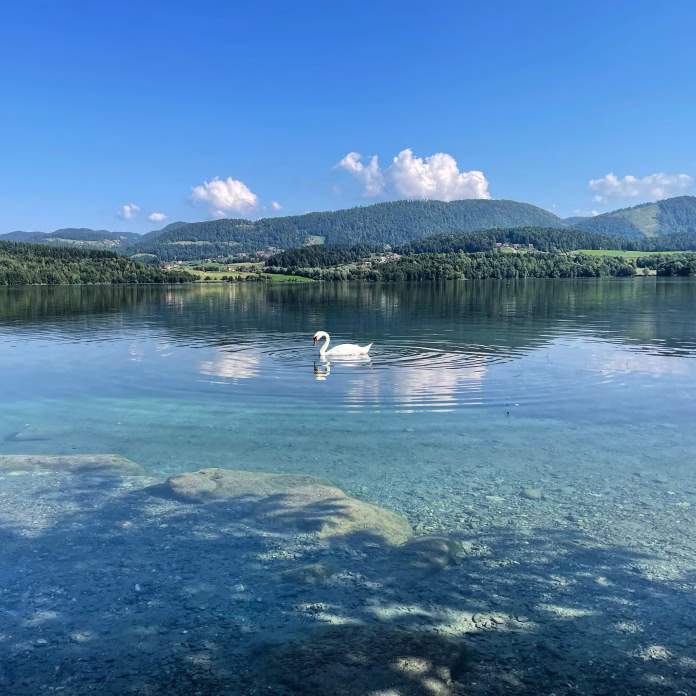 A beautiful view of a graceful swan floating in Velenje lake