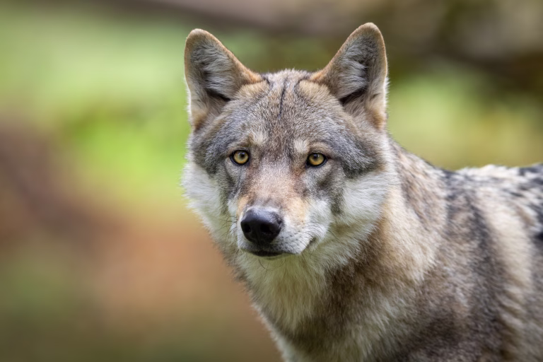 A European gray wolf is in the forest in autumn