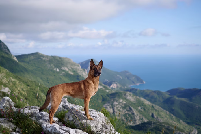 A Malinois stands tall on a rocky ledge, surveying the mountain valley below. The scene captures the dog's strength and the grandeur of the natural surroundings.