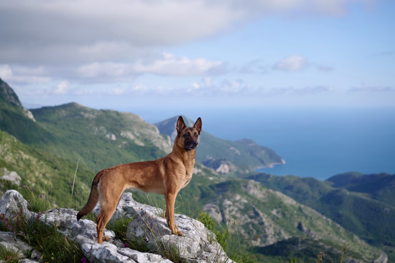 A Malinois stands tall on a rocky ledge, surveying the mountain valley below. The scene captures the dog's strength and the grandeur of the natural surroundings.