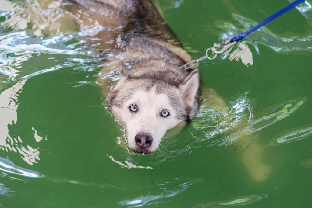 A syberian husky dog while swimming in a pool for exercise