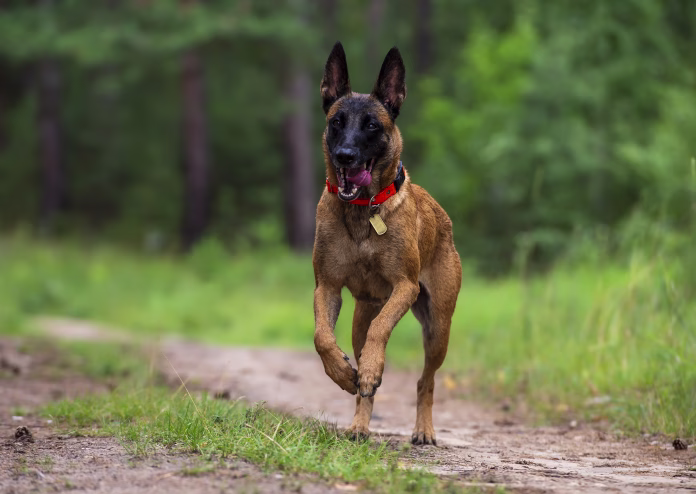 An adult female Belgian Malinois is running along a forest trail, bouncing as it moves. The dog is in excellent athletic shape.