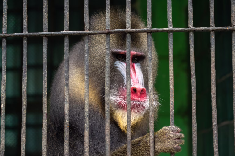 Baboon standing in a cage