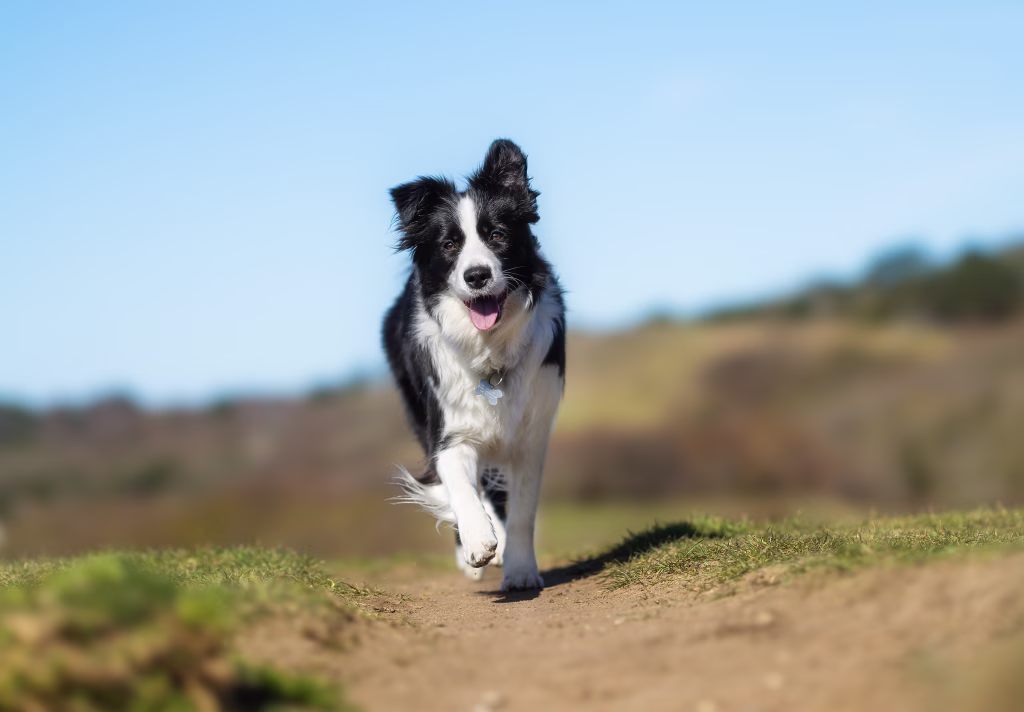 Beautiful purebred dog photographed outdoors in nature.