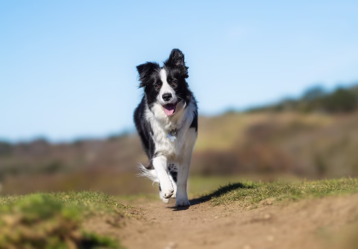 Beautiful purebred dog photographed outdoors in nature.