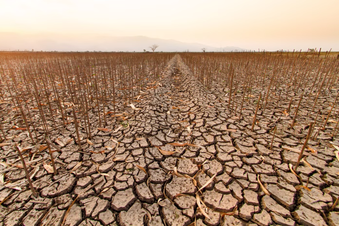 Dead corn under an orange sky, capturing the eerie silence of a once thriving agriculture crippled by climate change.