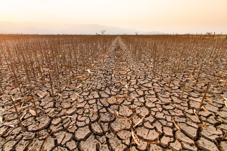 Dead corn under an orange sky, capturing the eerie silence of a once thriving agriculture crippled by climate change.