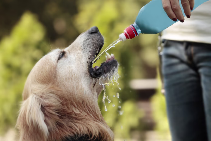 golden retriever drinking water on summer
