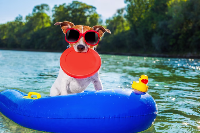 jack russell dog sitting on an inflatable mattress in water by the sea, river or lake in summer holiday vacation , rubber plastic toy included