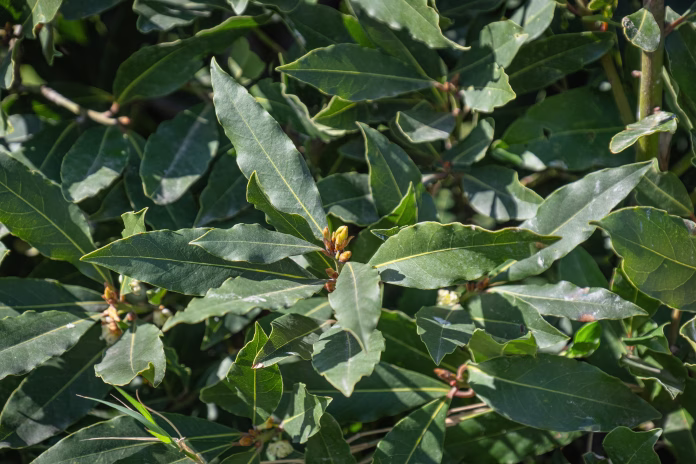 leaves-and-buds-on-a-laurel-branch-bay-tree-stockpack-istock Leaves and buds on a laurel branch. bay tree.