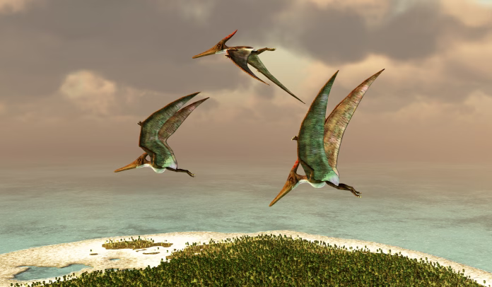Pteranodon was a reptile carnivorous Pterosaur that lived in North America during the Cretaceous Period.