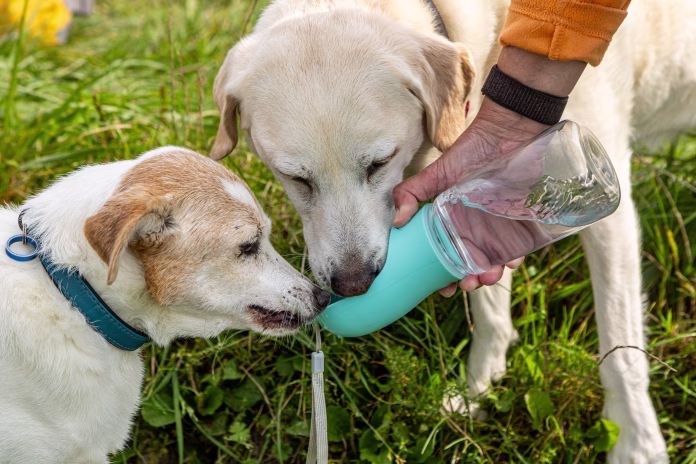 Two dogs drinking from a water bottle whilst out for a walk