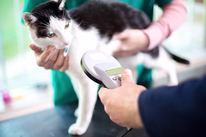 veterinarian-identify-cat-by-microchip-implant-stockpack-istock Veterinarian identify cat by microchip implant