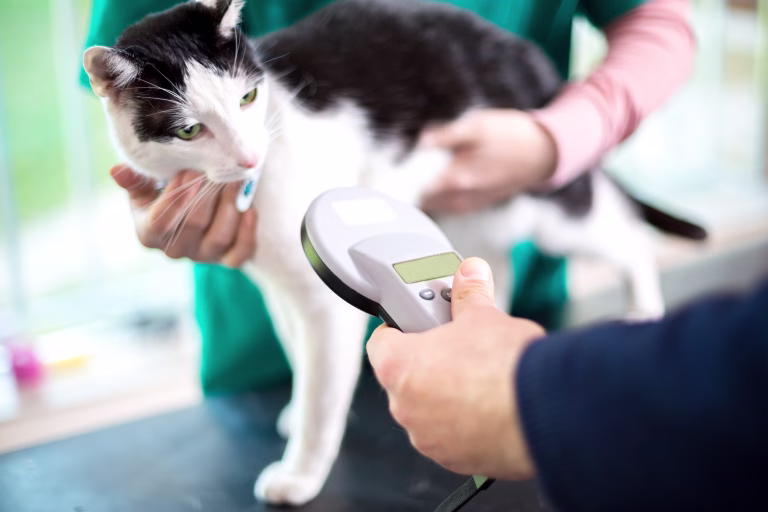 Veterinarian identify cat by microchip implant