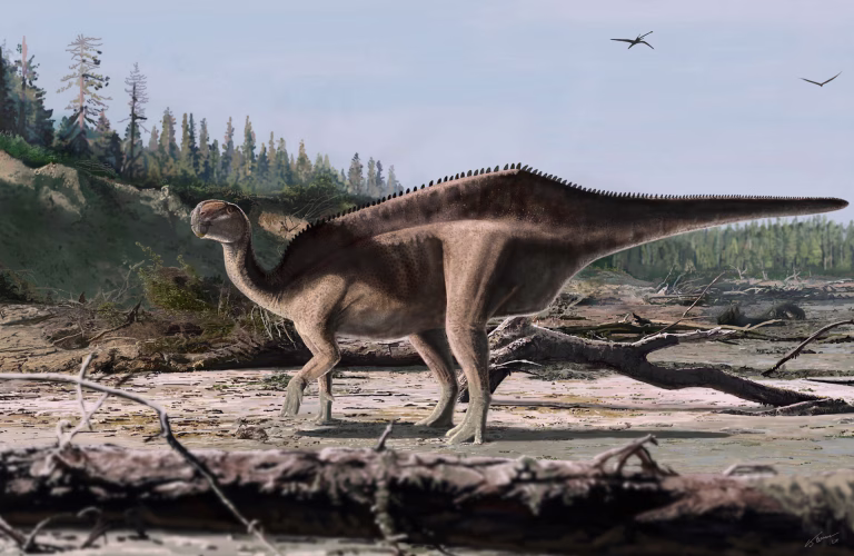Ne le spinozaver, tudi ta dinozaver je imel na hrbtu jadro