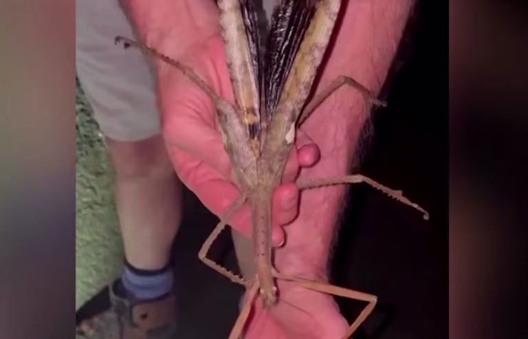 Rekorder med insekti: V Avstraliji odkrili najtežjo žuželko in novo vrsto v enem
