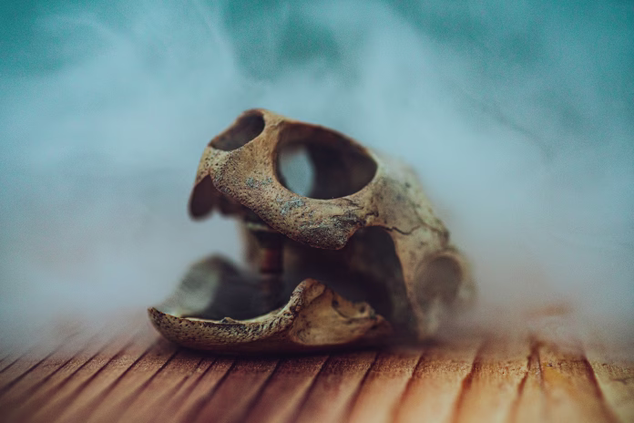 A scary turtle skull covered with fog-Halloween