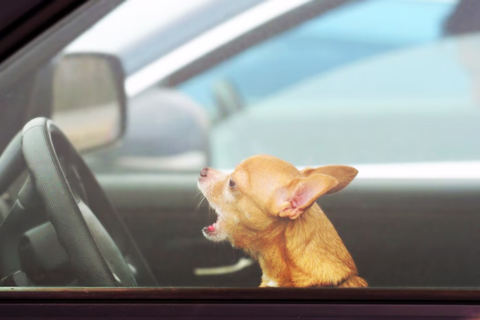 Angry dog in a car in a traffic jam, concept. Chihuahua driving a car