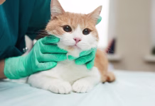 Koliko stane čipiranje mačke po novem? Taka je cena v prehodnem obdobju novega zakona Close-up of domestic cat on the table examining by the veterinarian in clinic