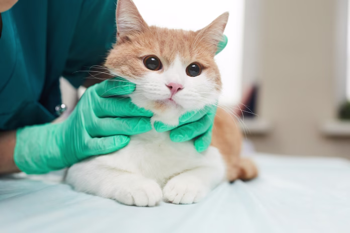 close-up-of-domestic-cat-on-the-table-examining-by-the-veterinarian-in-clinic-stockpack-istock Close-up of domestic cat on the table examining by the veterinarian in clinic