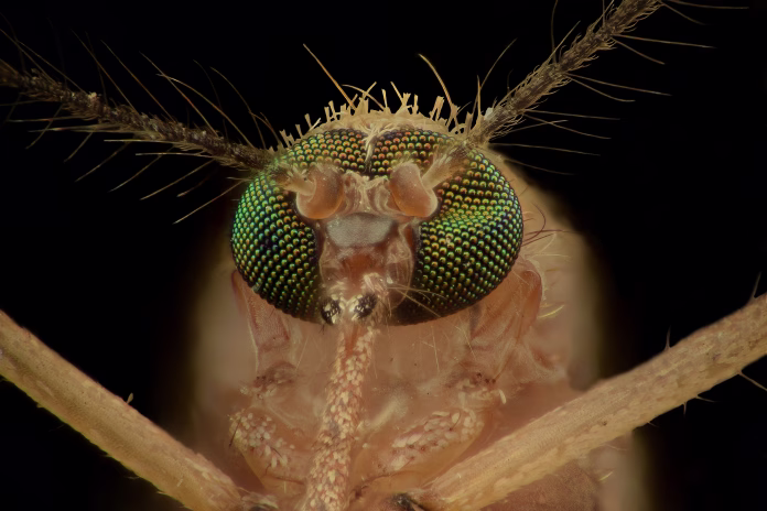 extreme-magnification-mosquito-head-front-view-stockpack-istock Extreme magnification - Mosquito head, front view