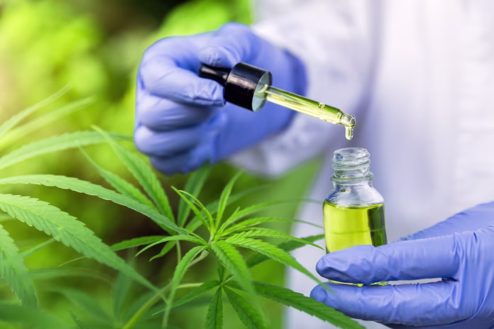 Hand holding Pipette with cannabis oil against Cannabis plant, CBD Hemp oil, medical marijuana oil concept