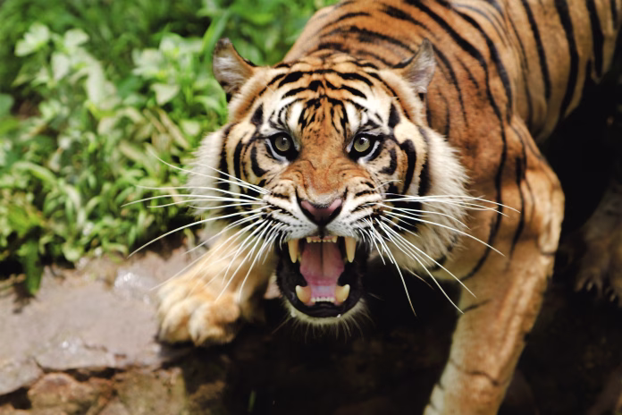 high-angle-portrait-of-tiger-roaring-while-standing-in-forest-stockpack-istock High Angle Portrait Of Tiger Roaring While Standing In Forest