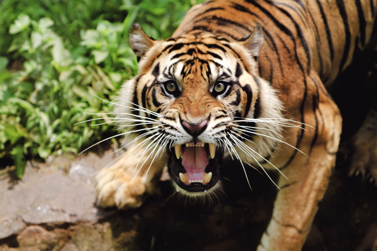 High Angle Portrait Of Tiger Roaring While Standing In Forest