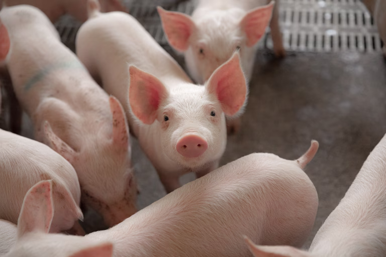 Nursery pigs
