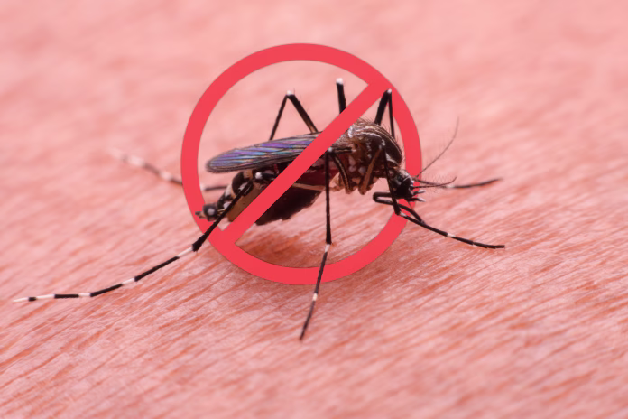 A mosquito that carries dengue fever and Zika virus is sucking blood on a person's skin.