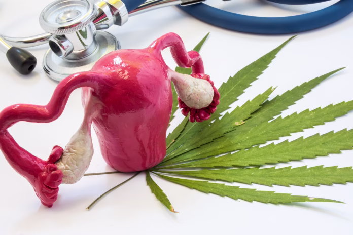 Cannabis and uterus with ovaries. Marijuana and pregnancy. Influence (positive and negative) of smoking marijuana on women uterus and ovaries, reproductive system, diseases of organs of reproduction