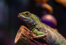 Človeka bi ta snov že ubila, te živali z vrednostjo presenetile znanstvenike portrait of a wild animal. portrait of a beautiful pond dragon from the side. agama sitting on a tree