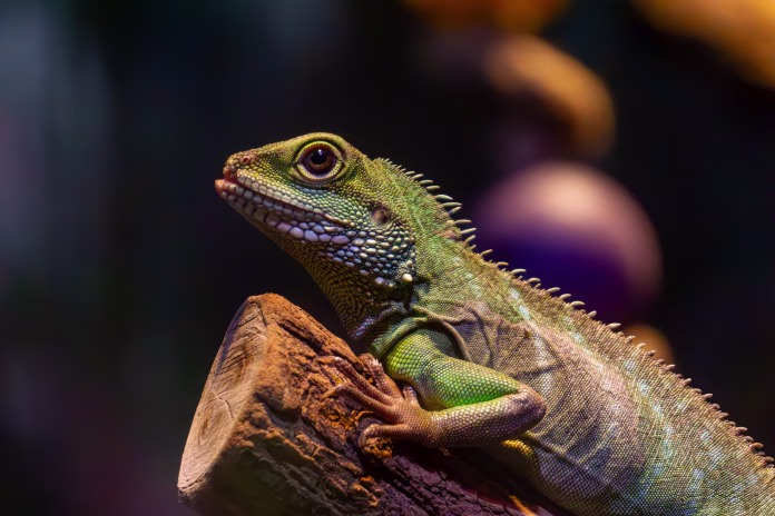 portrait-of-a-wild-animal-portrait-of-a-beautiful-pond-dragon-from-the-side-agama-sitting-on-a-tree-stockpack-istock portrait of a wild animal. portrait of a beautiful pond dragon from the side. agama sitting on a tree