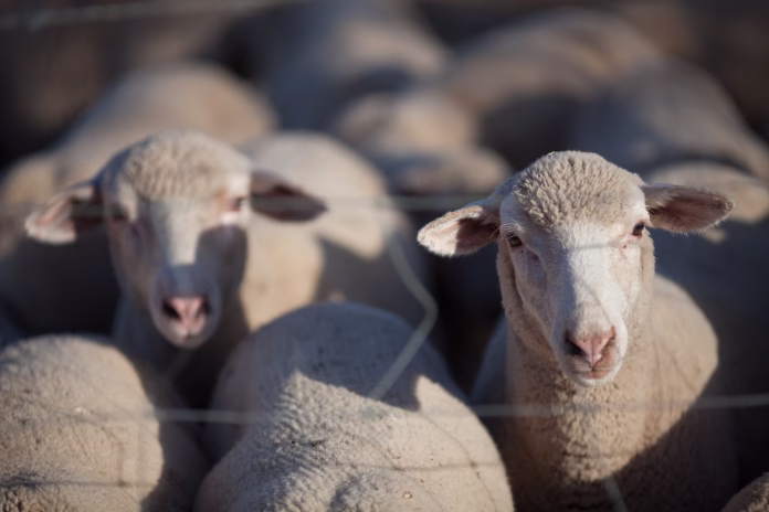 Sheep peacefully graze in the open fields of the dehesa, Sierra de Córdoba, Andalusia, Spain.
