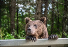 Medvedi vse bližje Ljubljani, stroka opozarja na nevarno rast populacije A brown bear on the side of the road in Vrancea, Romania, 2024
