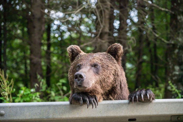 a-brown-bear-on-the-side-of-the-road-in-vrancea-romania-2024-stockpack-istock A brown bear on the side of the road in Vrancea, Romania, 2024