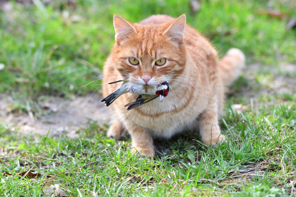 A domestic red cat caught a bird in the garden