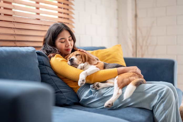 Adorable Beagle dog puppy sleeping on young female owner's shoulder. Attractive woman spend leisure time and petting on her pet animal that lying down with gentle and happiness in living room at home.
